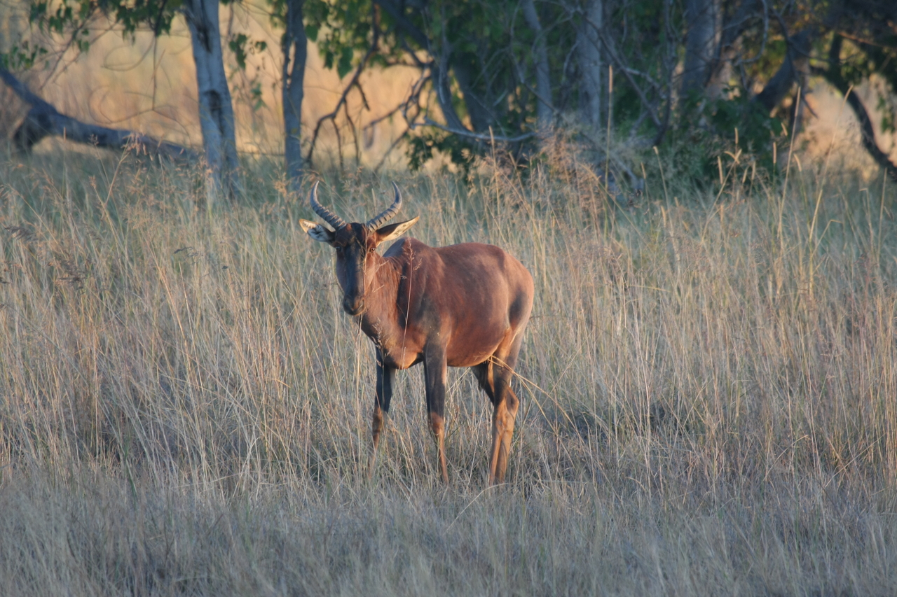 [17629] 2016_06_28_01_14_39_Africa_Canon_EOS_40D_IMG__10236.jpg
