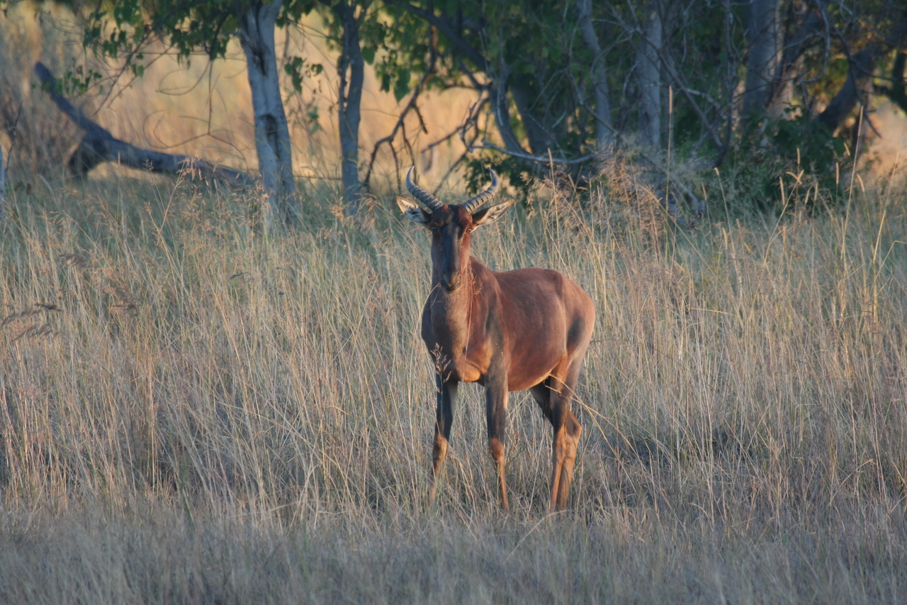 [17646] 2016_06_28_01_14_59_Africa_Canon_EOS_40D_IMG__02856.jpg