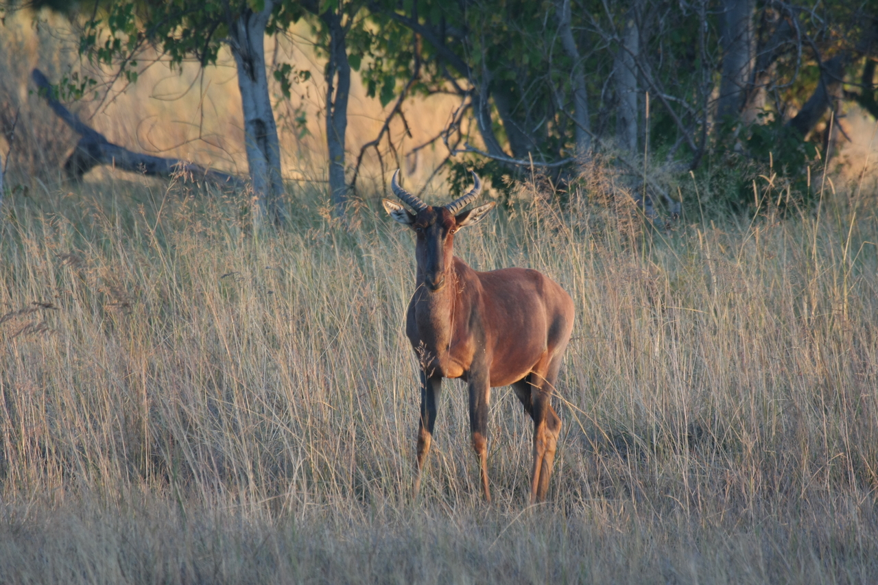 [17650] 2016_06_28_01_14_59_Africa_Canon_EOS_40D_IMG__10314.jpg