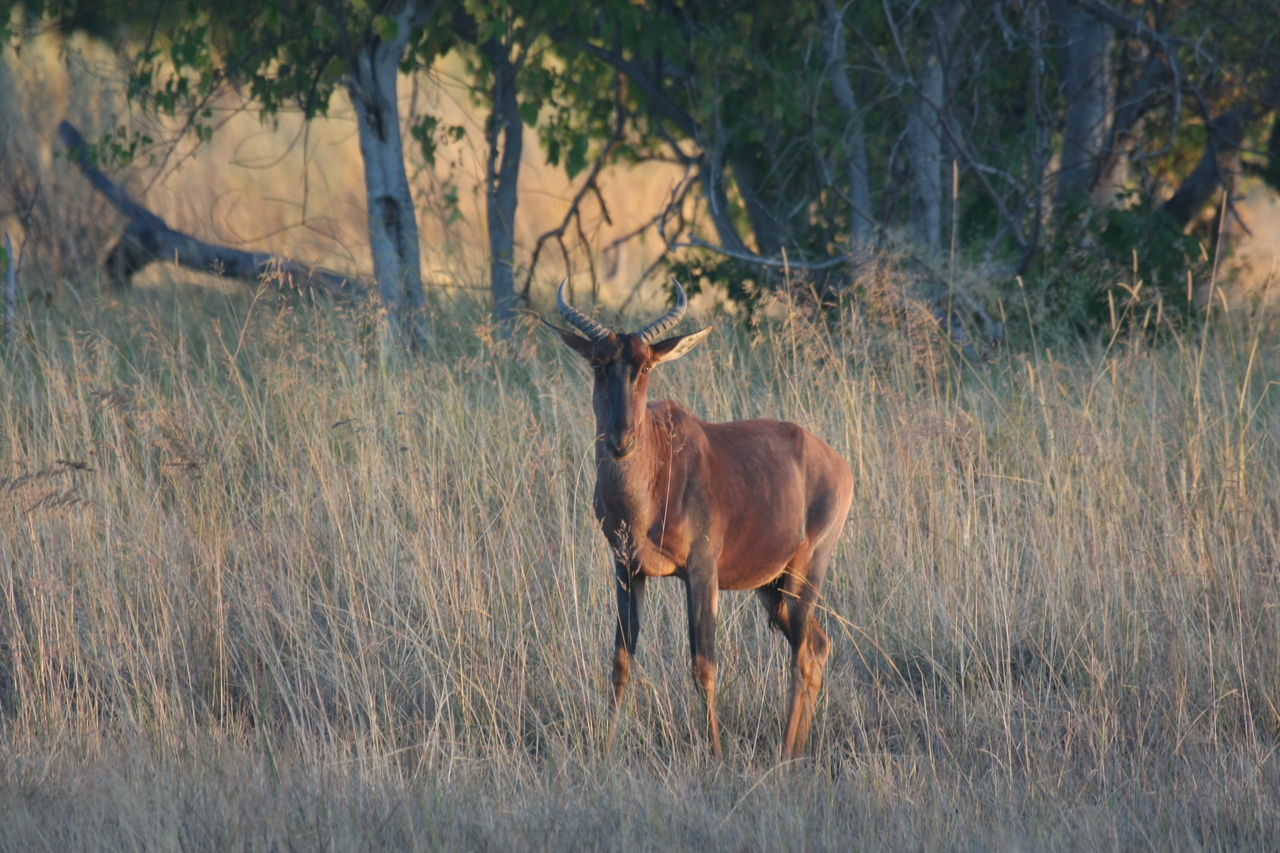 [17661] 2016_06_28_01_15_04_Africa_Canon_EOS_40D_IMG__00535.jpg