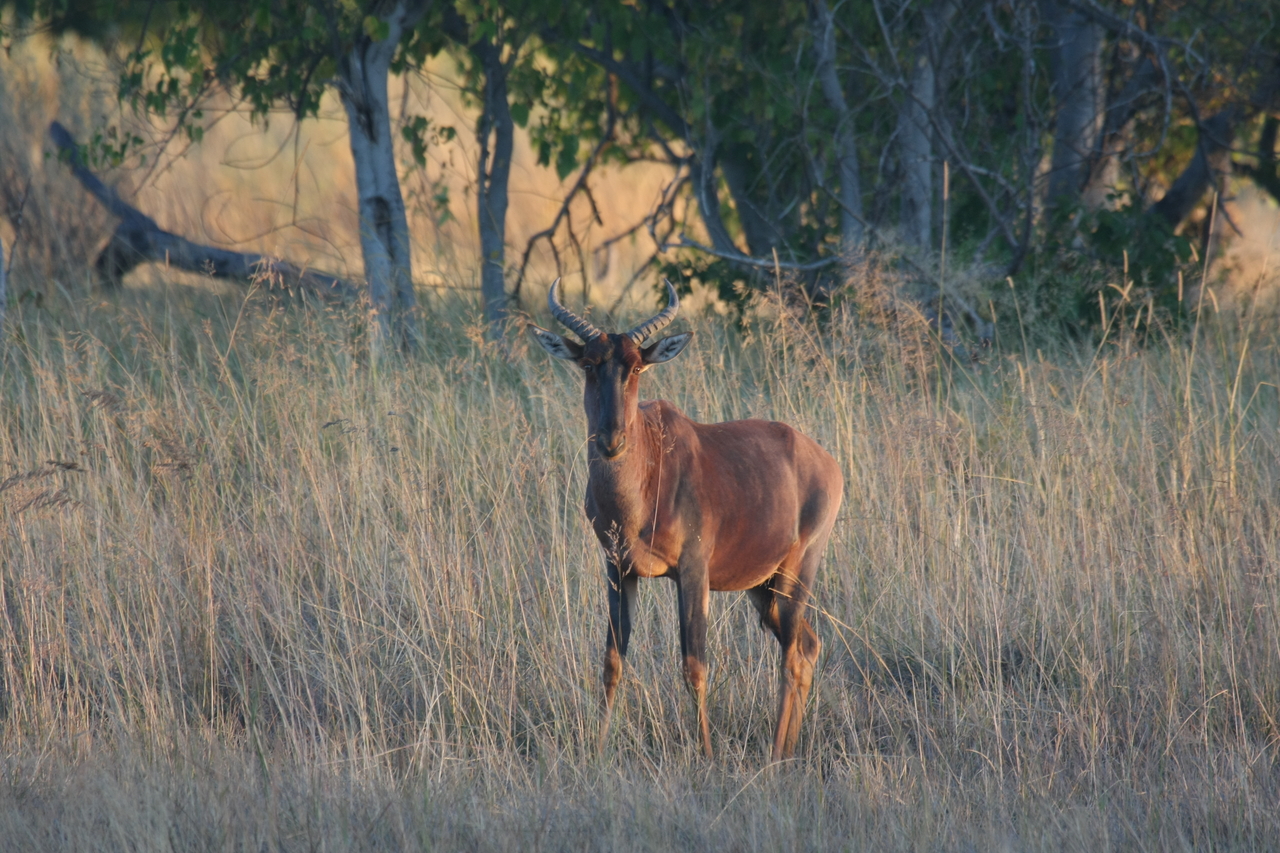 [17666] 2016_06_28_01_15_05_Africa_Canon_EOS_40D_IMG__00569.jpg