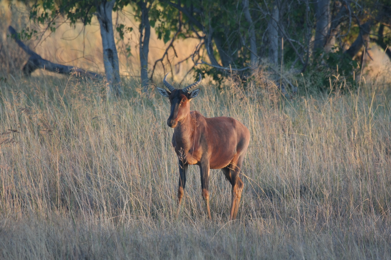 [17683] 2016_06_28_01_15_12_Africa_Canon_EOS_40D_IMG__03000.jpg