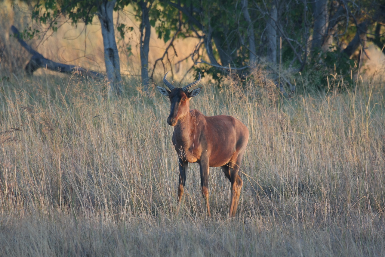 [17685] 2016_06_28_01_15_12_Africa_Canon_EOS_40D_IMG__10436.jpg