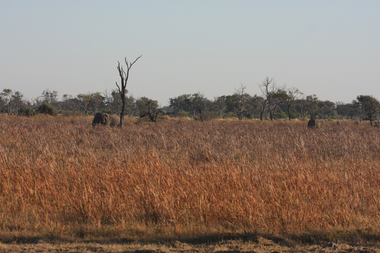[17737] 2016_06_28_01_46_17_Africa_Canon_EOS_40D_IMG__10525.jpg