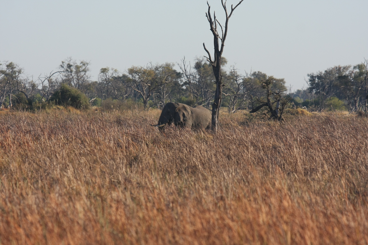 [17742] 2016_06_28_01_46_24_Africa_Canon_EOS_40D_IMG__03111.jpg