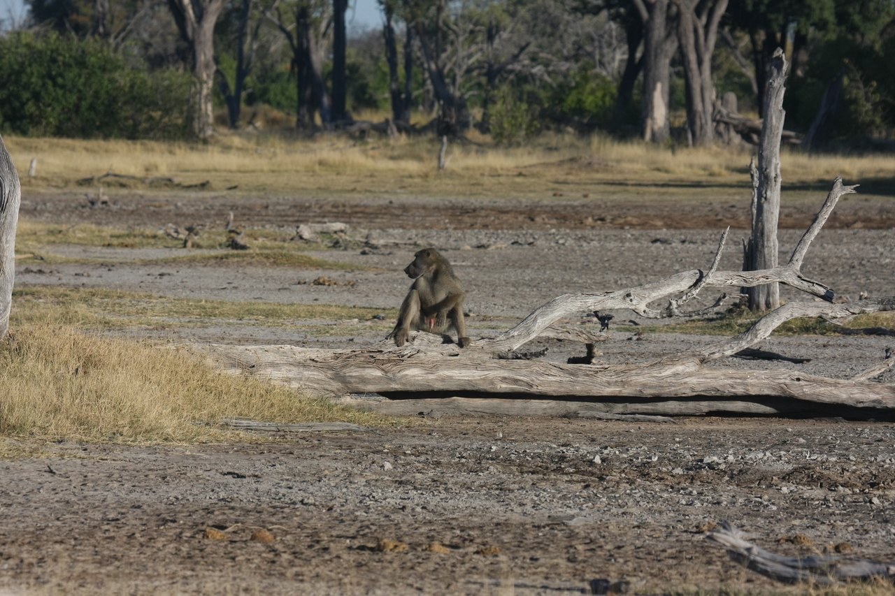 [17763] 2016_06_28_01_59_04_Africa_Canon_EOS_40D_IMG__00802.jpg