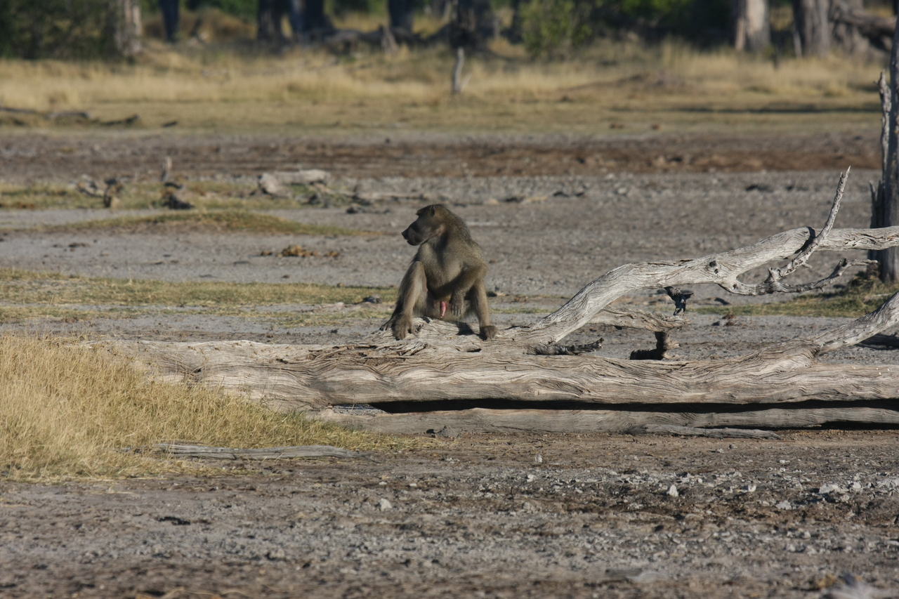 [17771] 2016_06_28_01_59_17_Africa_Canon_EOS_40D_IMG__03211.jpg