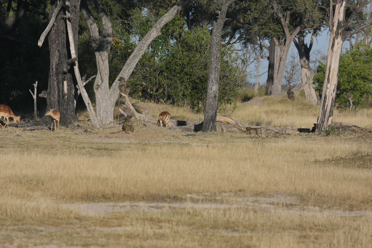 [17784] 2016_06_28_01_59_43_Africa_Canon_EOS_40D_IMG__03231.jpg