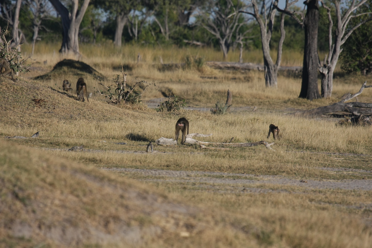 [17788] 2016_06_28_02_00_07_Africa_Canon_EOS_40D_IMG__03233.jpg