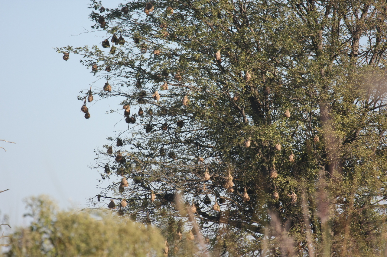 [17815] 2016_06_28_02_09_08_Africa_Canon_EOS_40D_IMG__10688.jpg