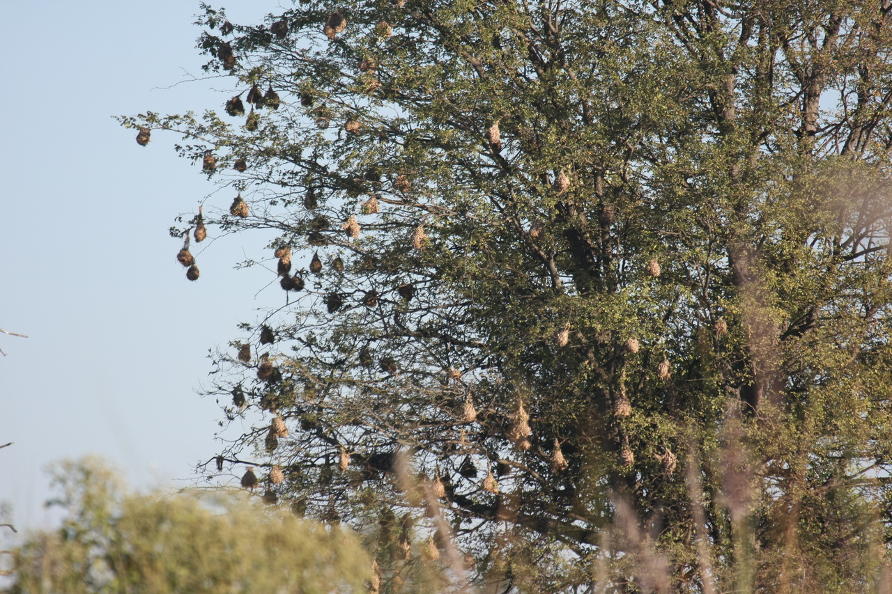 [17816] 2016_06_28_02_09_08_Africa_Canon_EOS_40D_IMG__10689.jpg
