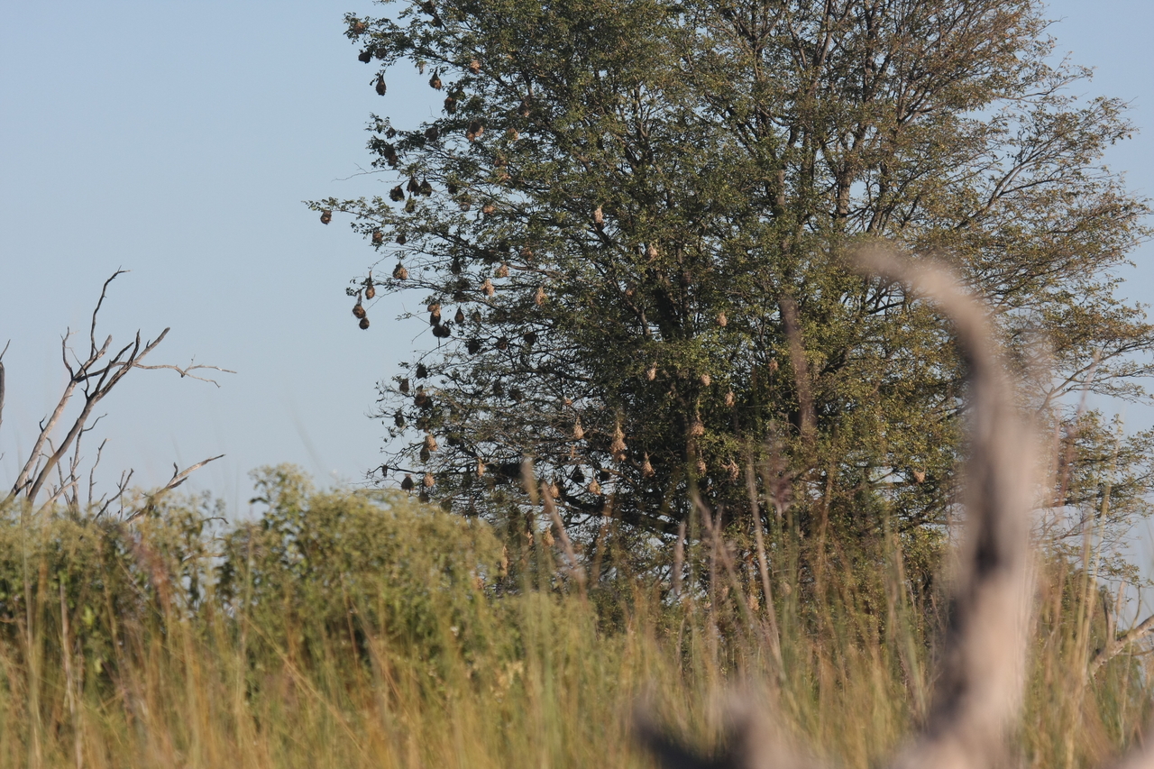 [17826] 2016_06_28_02_09_22_Africa_Canon_EOS_40D_IMG__00007.jpg