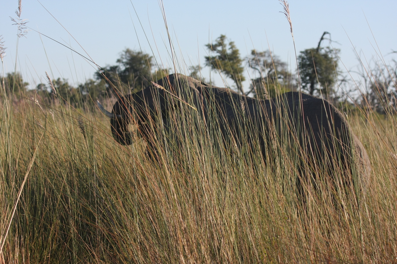 [17834] 2016_06_28_02_11_25_Africa_Canon_EOS_40D_IMG__09843.jpg
