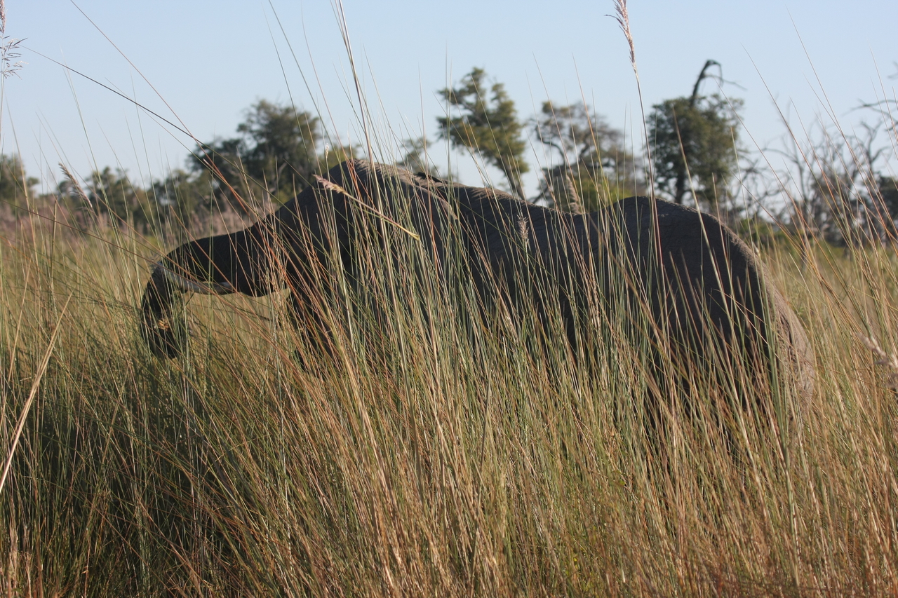 [17835] 2016_06_28_02_11_27_Africa_Canon_EOS_40D_IMG__00010.jpg