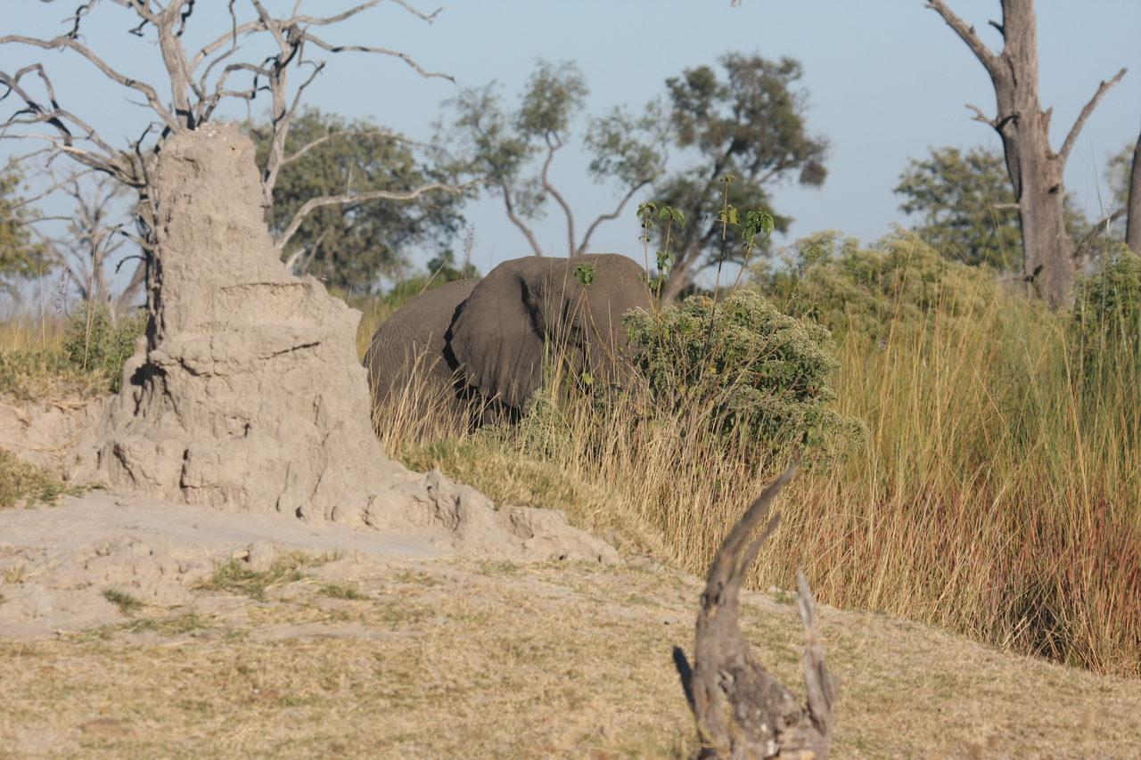 [17845] 2016_06_28_02_11_44_Africa_Canon_EOS_40D_IMG__09846.jpg