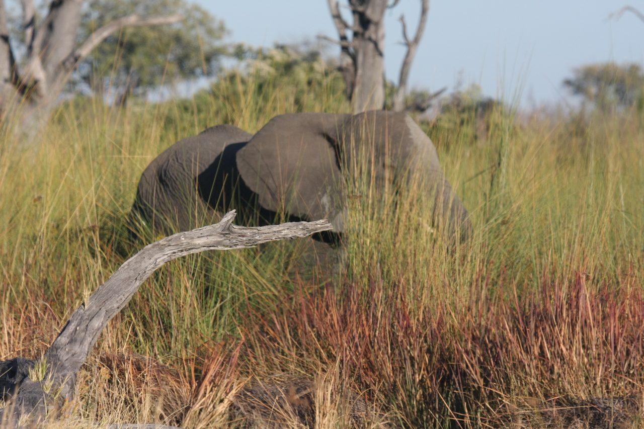 [17852] 2016_06_28_02_13_07_Africa_Canon_EOS_40D_IMG__02403.jpg