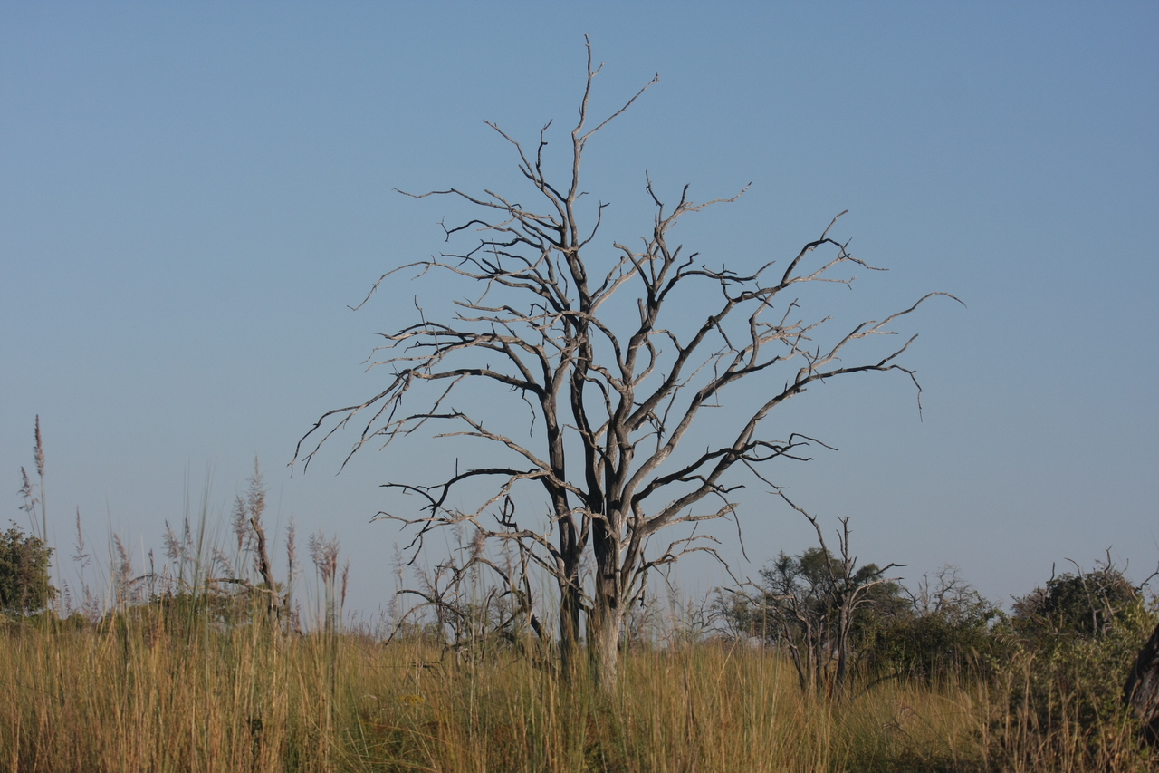 [17888] 2016_06_28_02_15_03_Africa_Canon_EOS_40D_IMG__09863.jpg