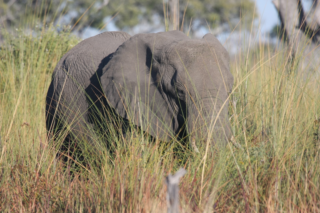 [17891] 2016_06_28_02_16_20_Africa_Canon_EOS_40D_IMG__02417.jpg
