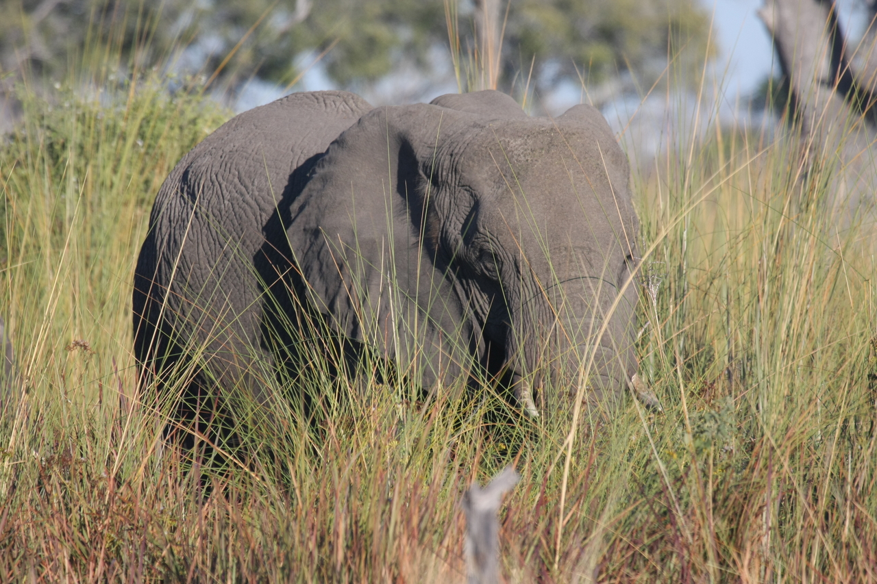 [17897] 2016_06_28_02_16_23_Africa_Canon_EOS_40D_IMG__02419.jpg