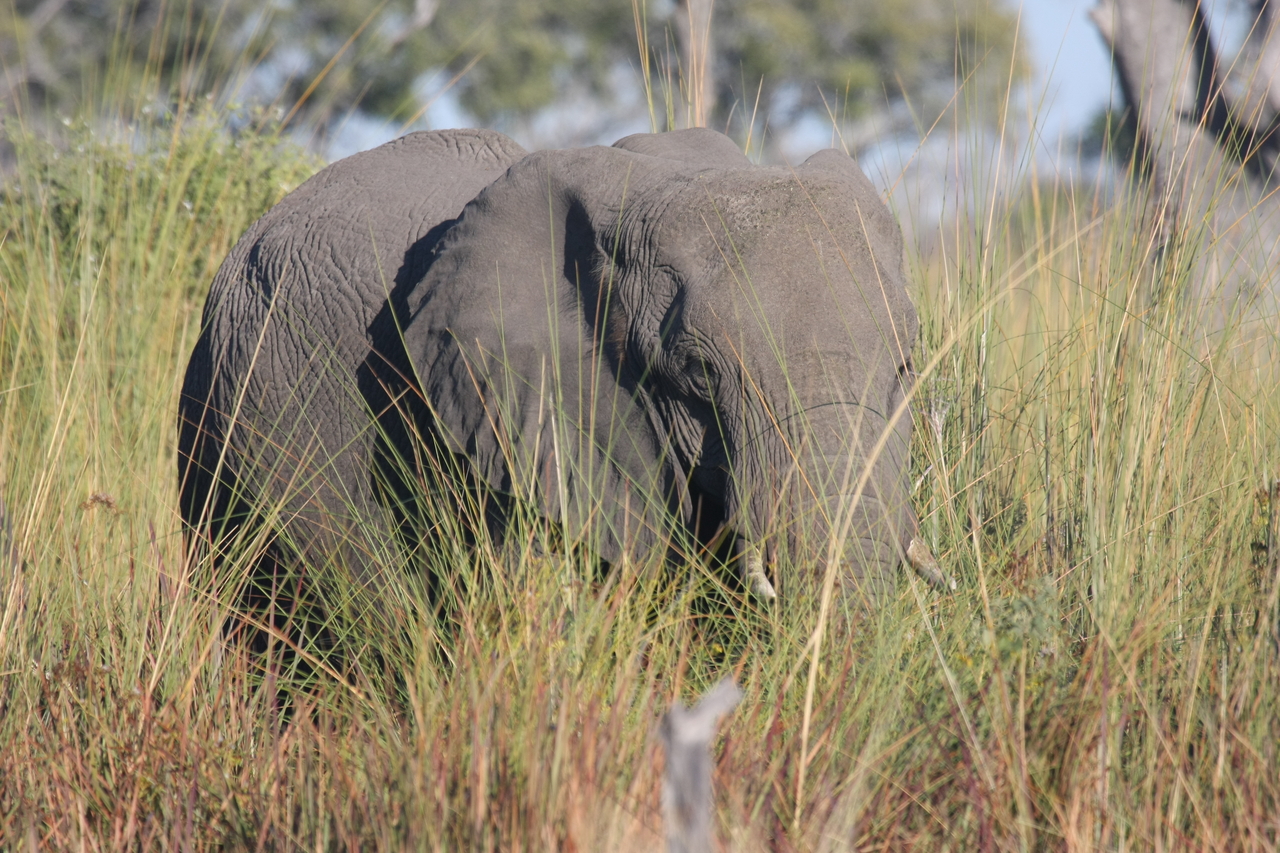 [17898] 2016_06_28_02_16_23_Africa_Canon_EOS_40D_IMG__02420.jpg