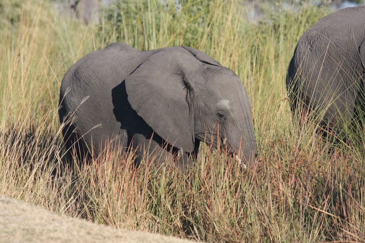 [17906] 2016_06_28_02_16_59_Africa_Canon_EOS_40D_IMG__09869.jpg