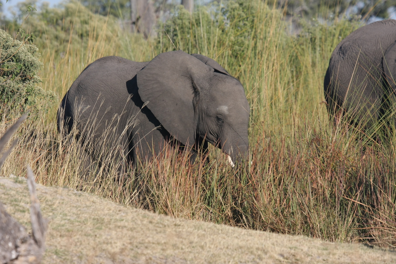 [17909] 2016_06_28_02_17_16_Africa_Canon_EOS_40D_IMG__02424.jpg