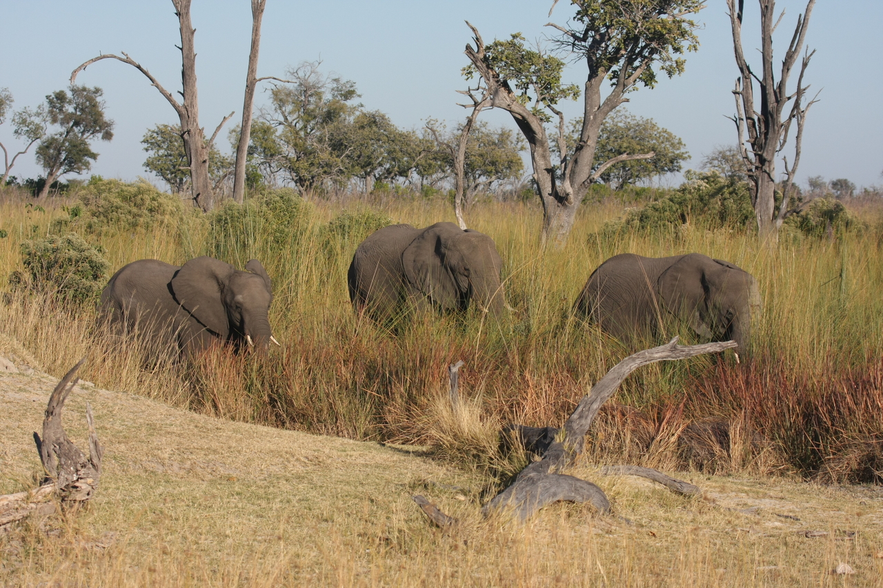 [17915] 2016_06_28_02_18_01_Africa_Canon_EOS_40D_IMG__02426.jpg