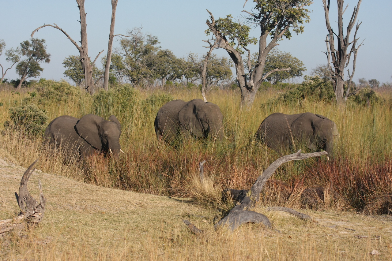 [17916] 2016_06_28_02_18_01_Africa_Canon_EOS_40D_IMG__02427.jpg