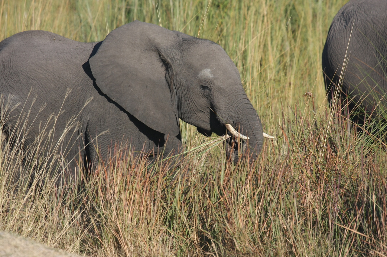 [17943] 2016_06_28_02_18_39_Africa_Canon_EOS_40D_IMG__02437.jpg