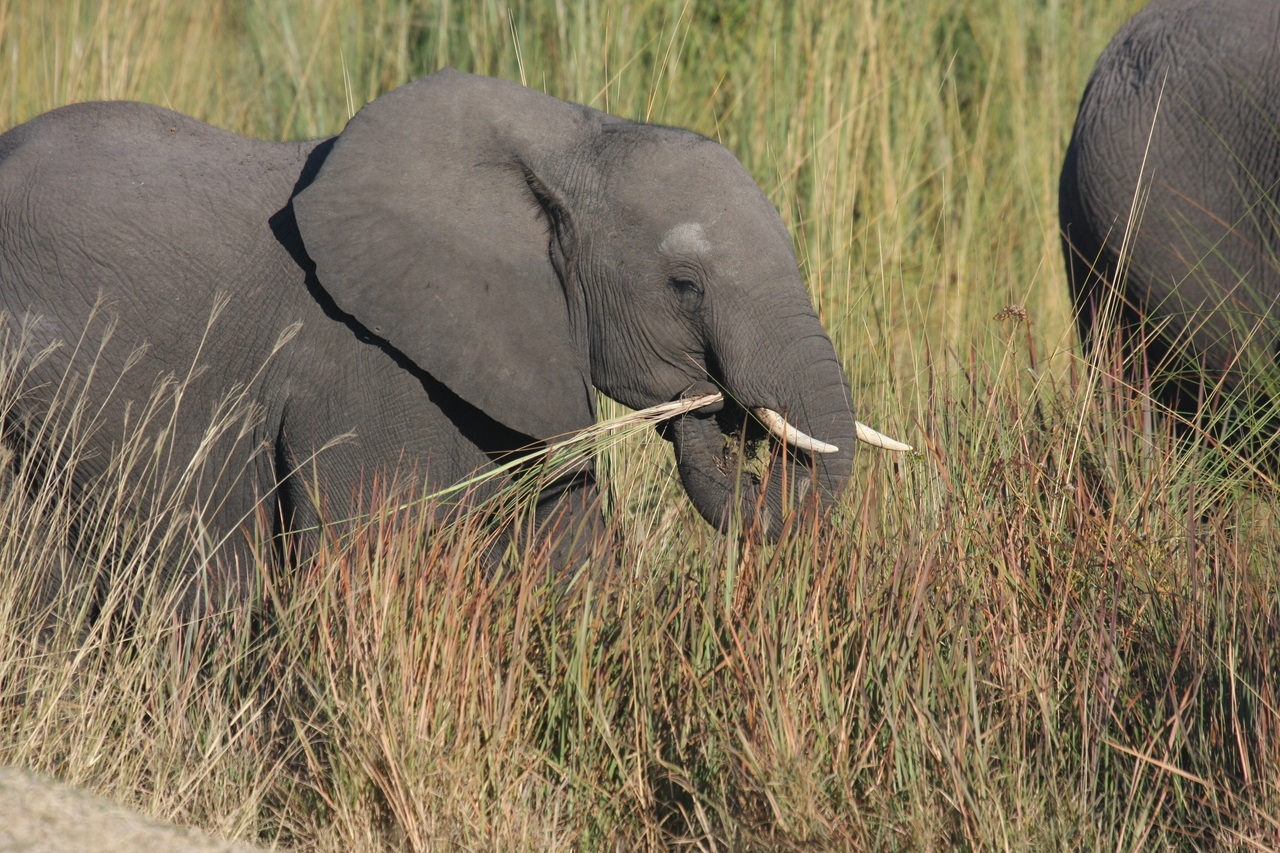 [17948] 2016_06_28_02_18_40_Africa_Canon_EOS_40D_IMG__02438.jpg