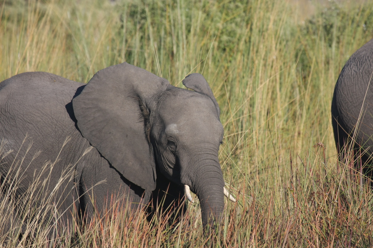 [17956] 2016_06_28_02_18_46_Africa_Canon_EOS_40D_IMG__02441.jpg