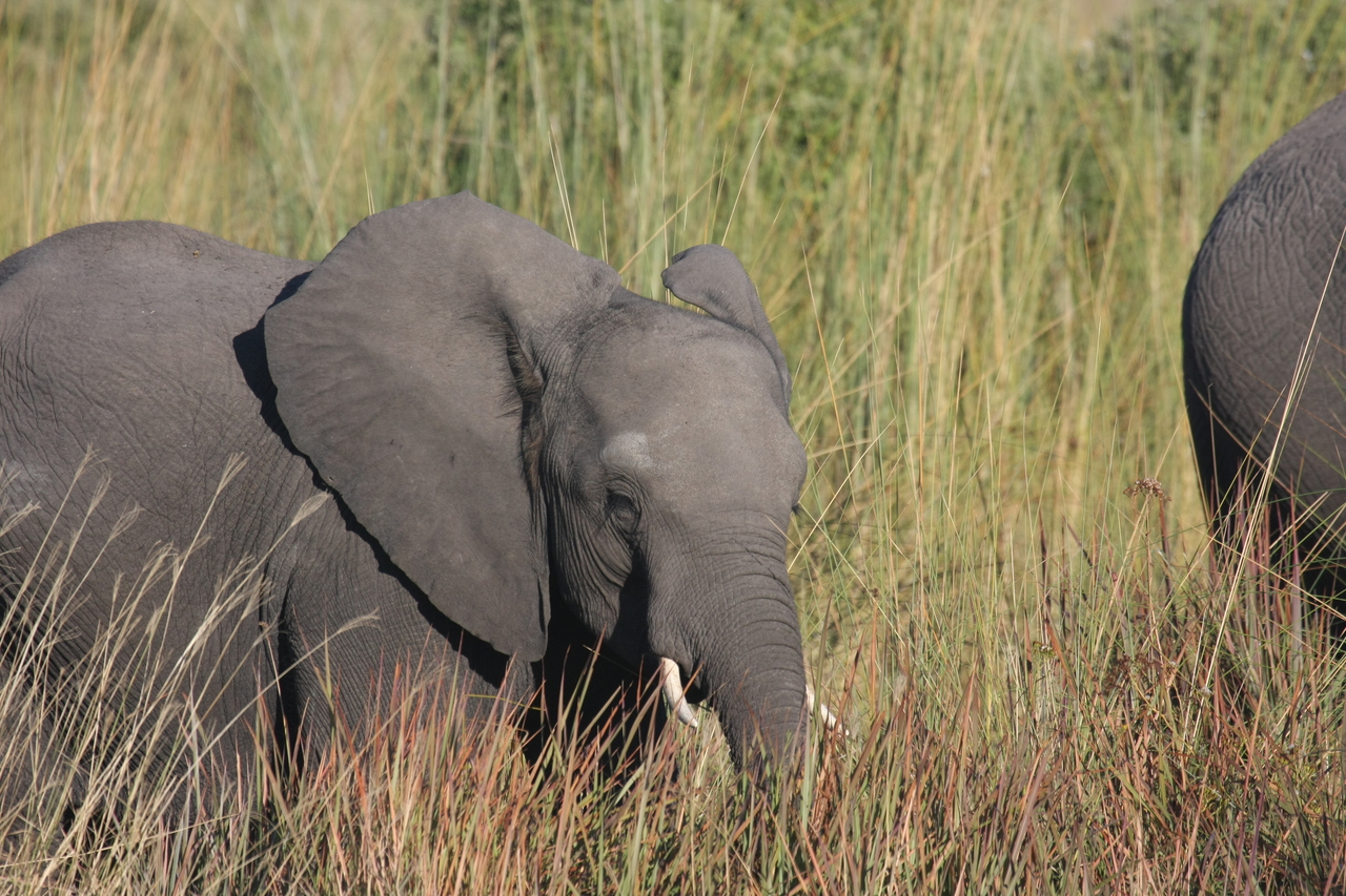 [17963] 2016_06_28_02_18_47_Africa_Canon_EOS_40D_IMG__09890.jpg