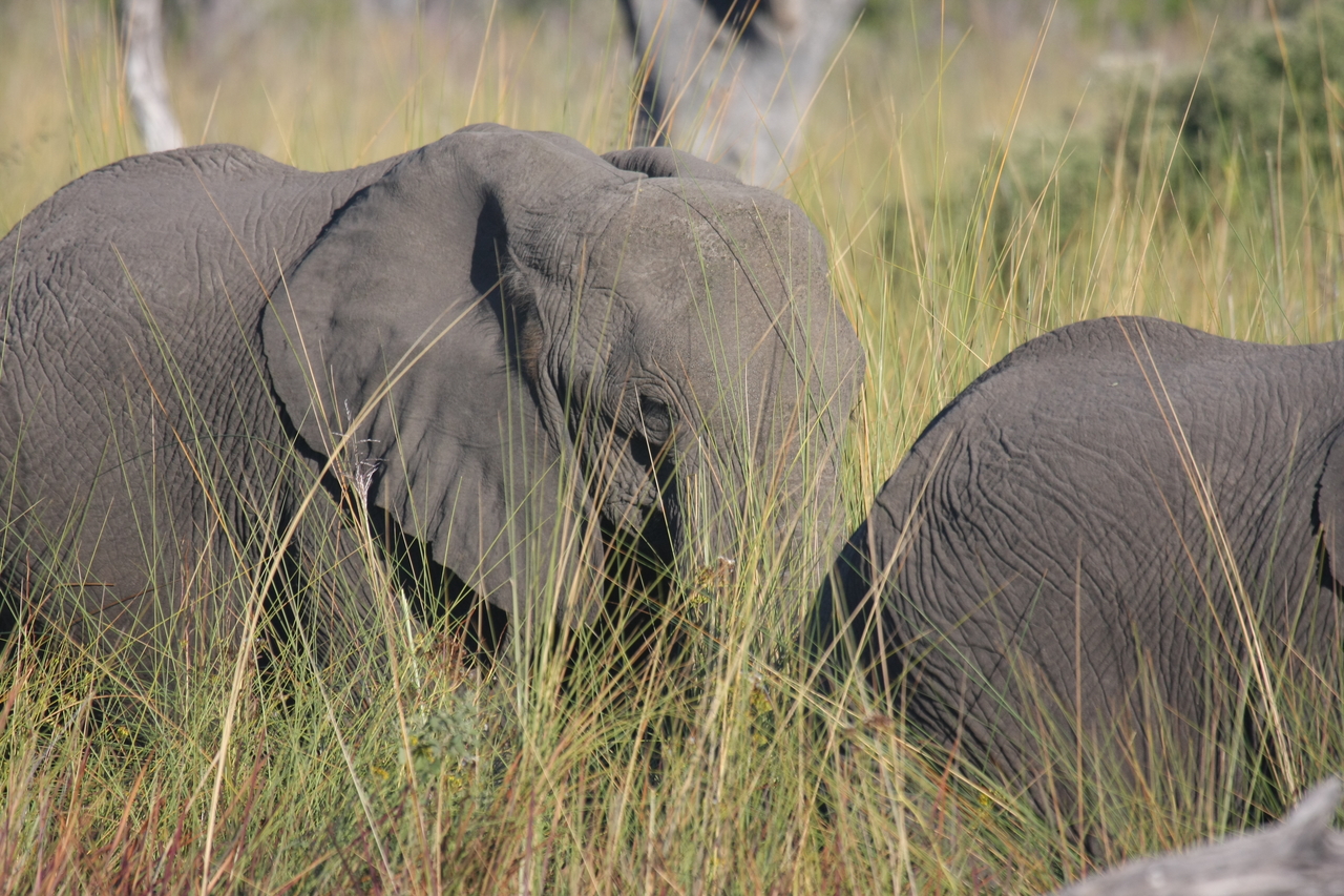 [17968] 2016_06_28_02_18_54_Africa_Canon_EOS_40D_IMG__09891.jpg