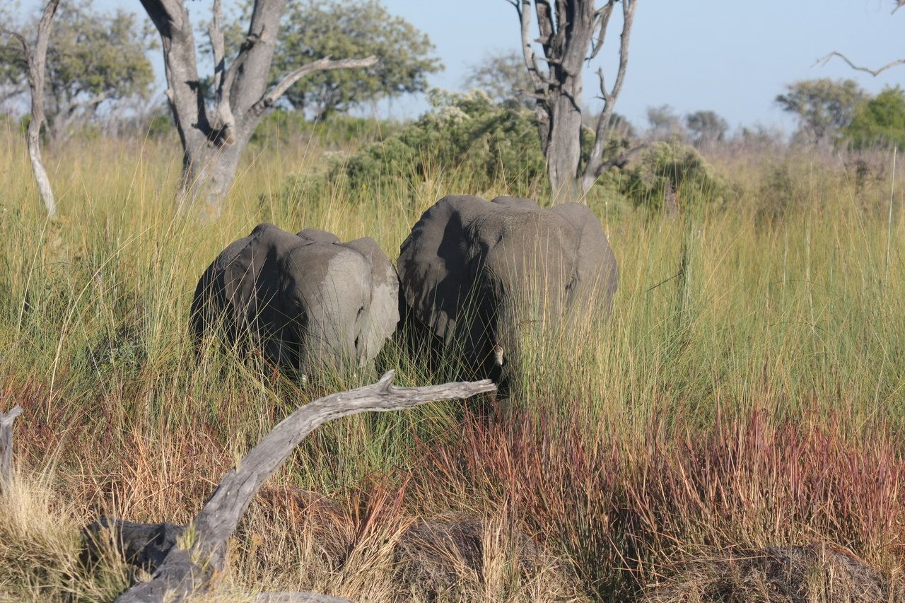 [17978] 2016_06_28_02_19_12_Africa_Canon_EOS_40D_IMG__09896.jpg