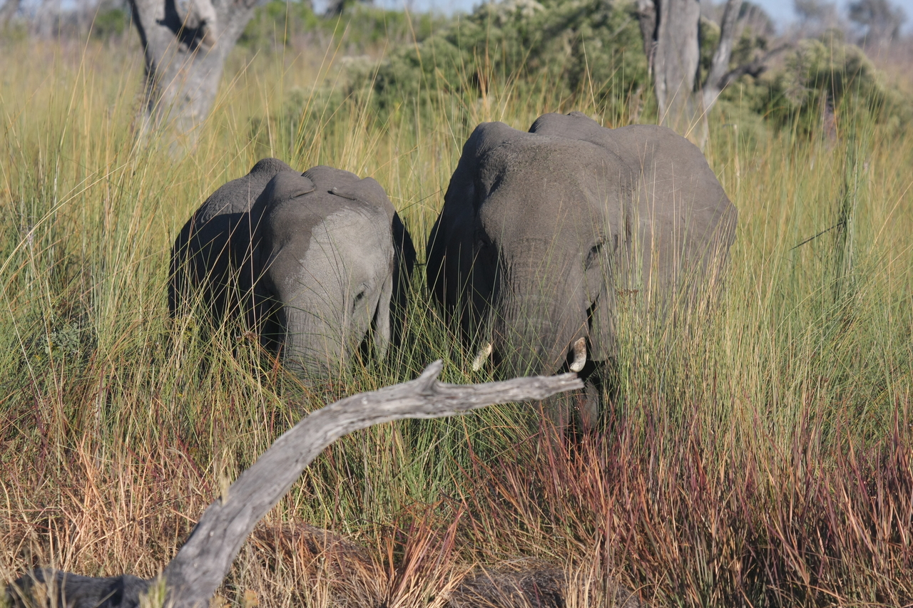 [17983] 2016_06_28_02_19_15_Africa_Canon_EOS_40D_IMG__09897.jpg