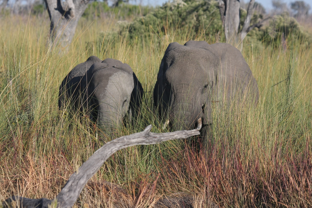 [17986] 2016_06_28_02_19_16_Africa_Canon_EOS_40D_IMG__02452.jpg