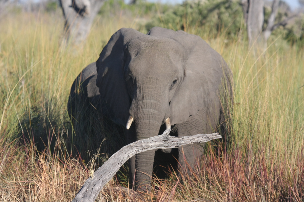 [17990] 2016_06_28_02_19_22_Africa_Canon_EOS_40D_IMG__09900.jpg