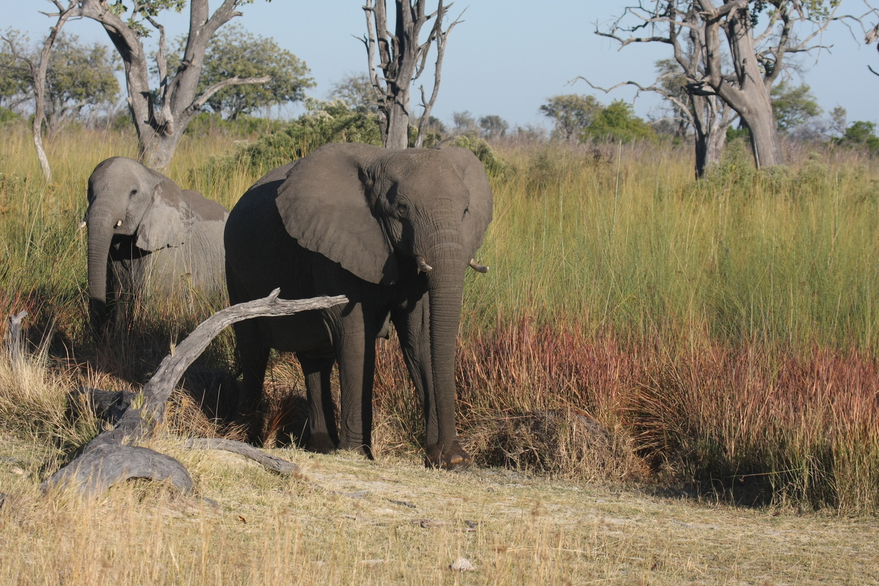 [18003] 2016_06_28_02_19_28_Africa_Canon_EOS_40D_IMG__02459.jpg