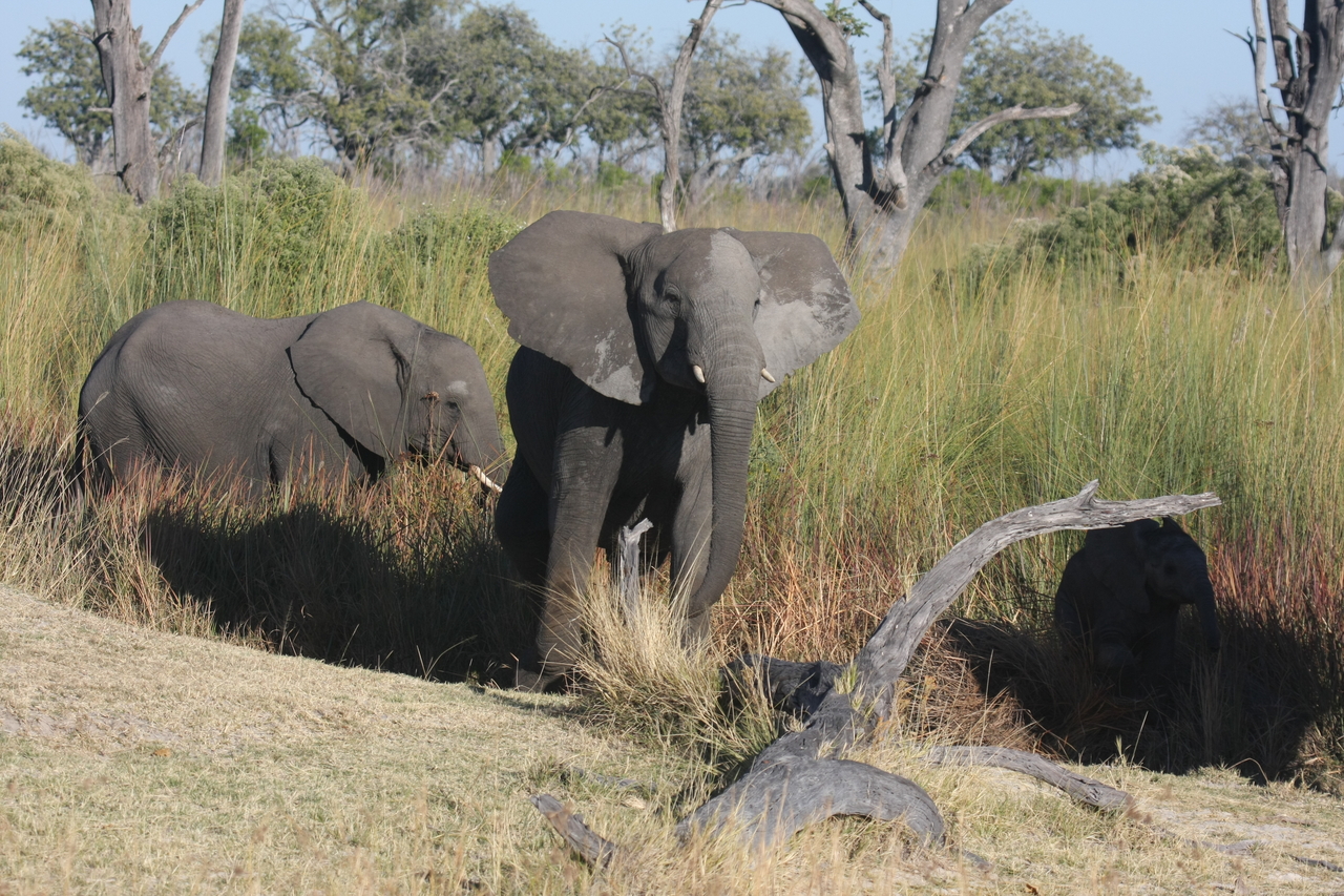 [18011] 2016_06_28_02_19_32_Africa_Canon_EOS_40D_IMG__02462.jpg