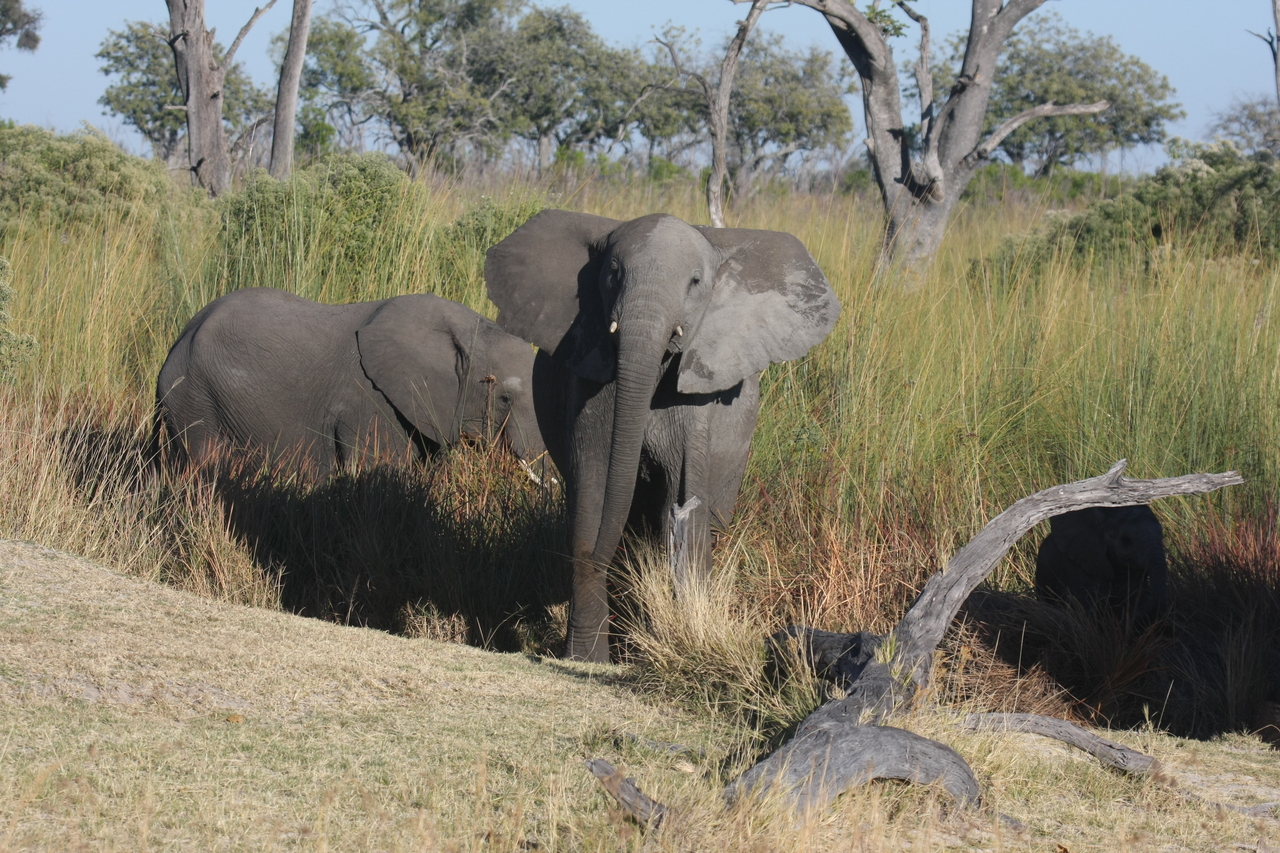 [18012] 2016_06_28_02_19_32_Africa_Canon_EOS_40D_IMG__09907.jpg