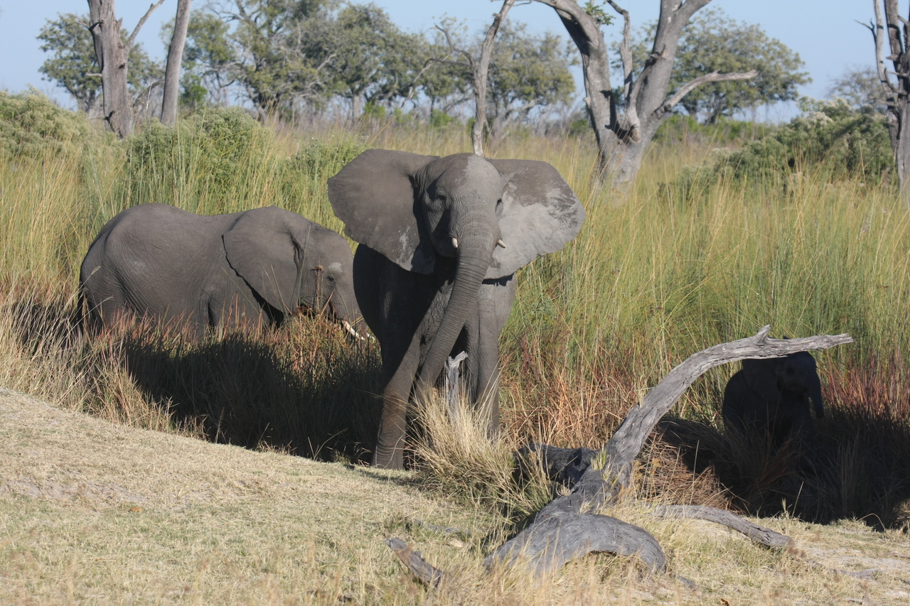 [18013] 2016_06_28_02_19_32_Africa_Canon_EOS_40D_IMG__09908.jpg