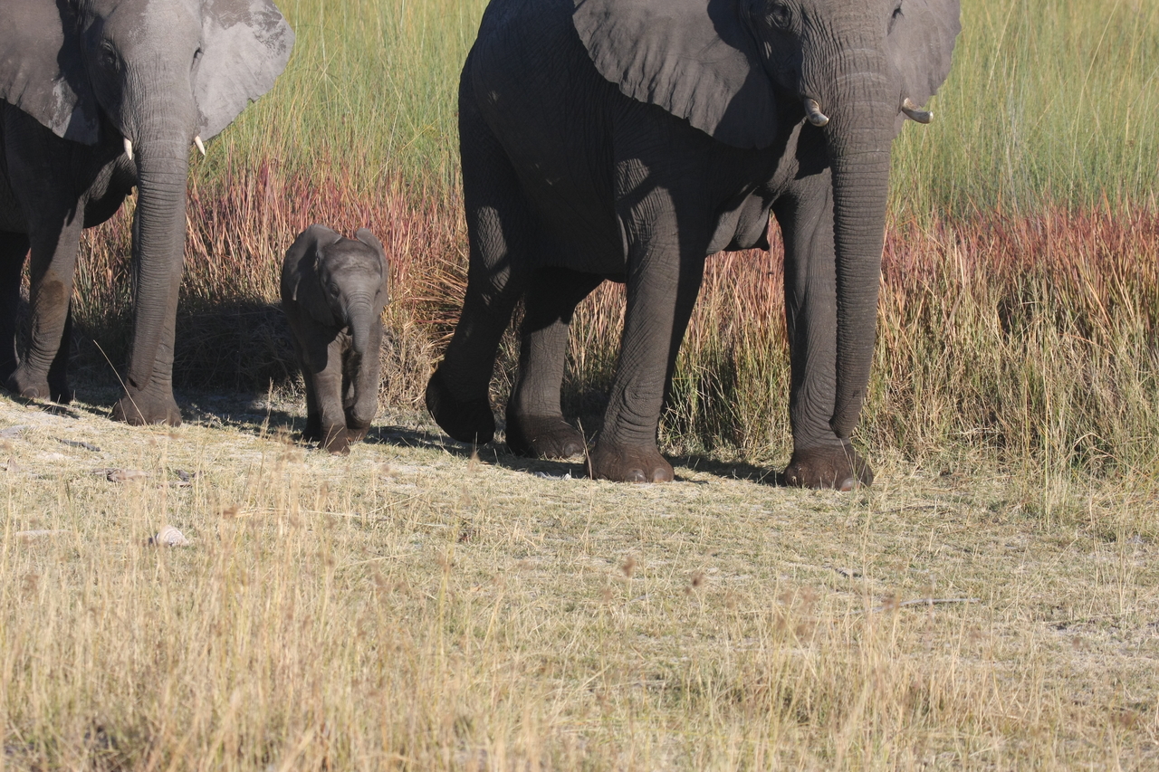 [18019] 2016_06_28_02_19_39_Africa_Canon_EOS_40D_IMG__09910.jpg