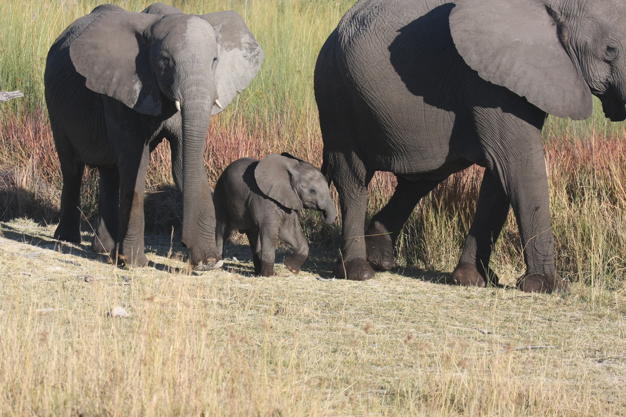 [18023] 2016_06_28_02_19_40_Africa_Canon_EOS_40D_IMG__09912.jpg
