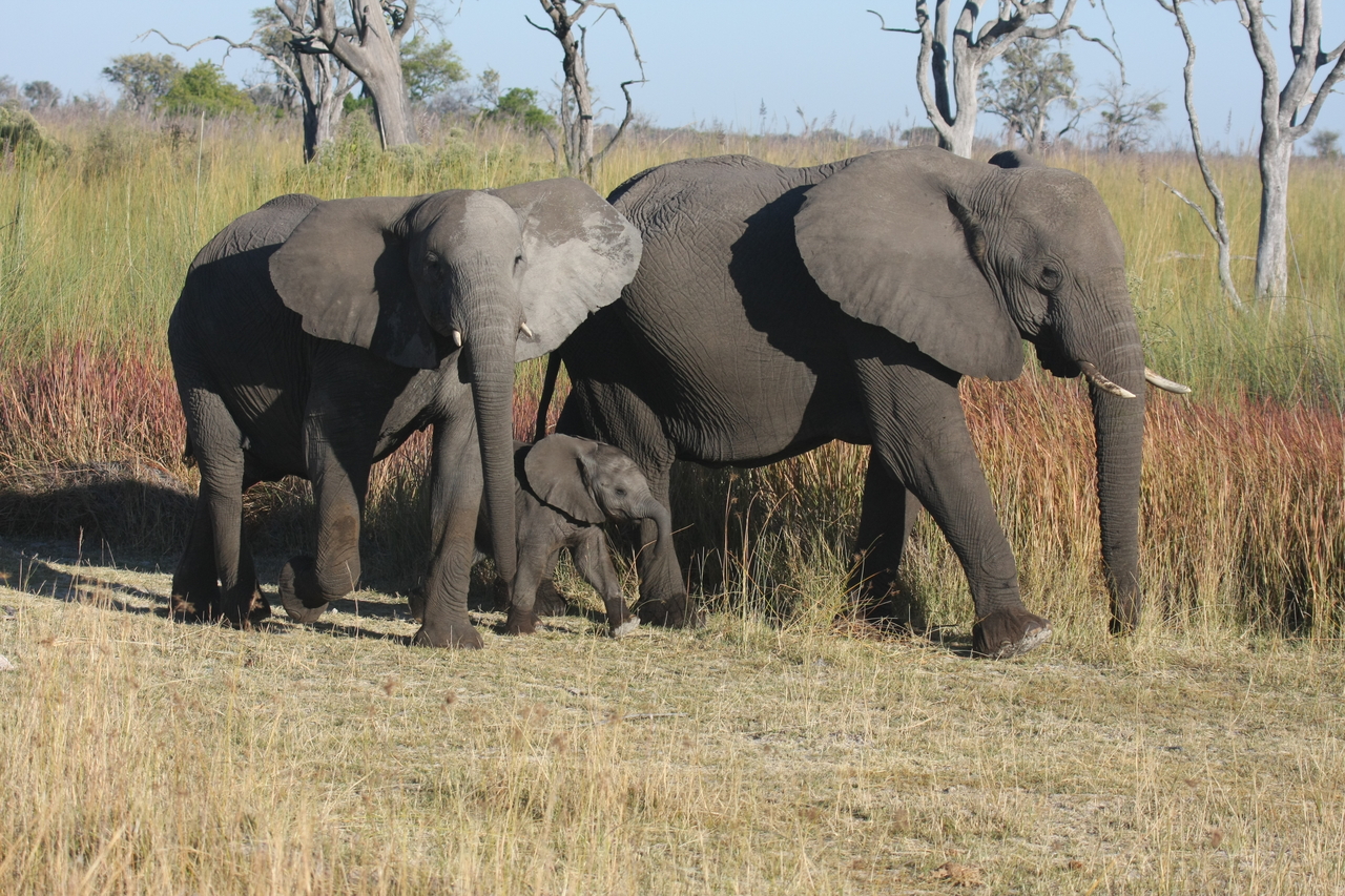 [18031] 2016_06_28_02_19_43_Africa_Canon_EOS_40D_IMG__09915.jpg