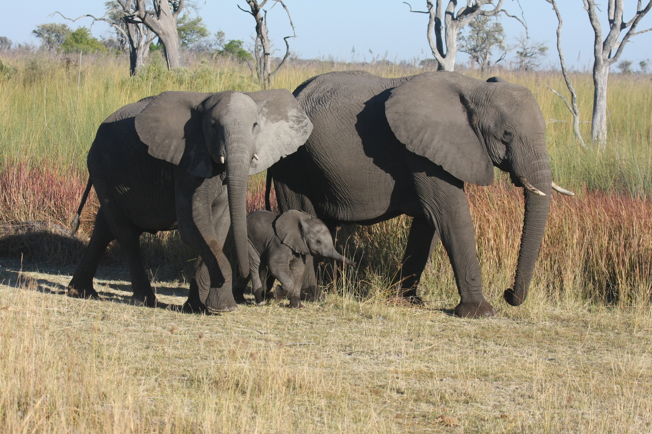 [18032] 2016_06_28_02_19_43_Africa_Canon_EOS_40D_IMG__09916.jpg