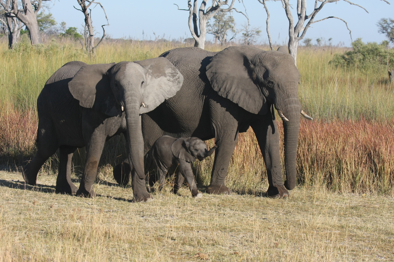 [18035] 2016_06_28_02_19_44_Africa_Canon_EOS_40D_IMG__09917.jpg