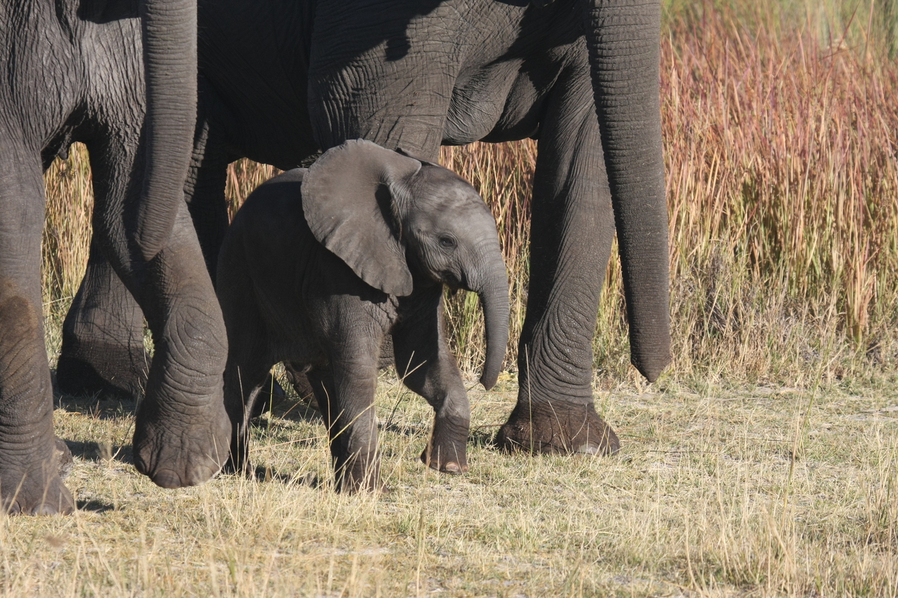 [18048] 2016_06_28_02_19_48_Africa_Canon_EOS_40D_IMG__02474.jpg