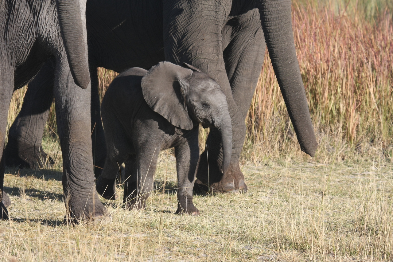 [18052] 2016_06_28_02_19_48_Africa_Canon_EOS_40D_IMG__09922.jpg