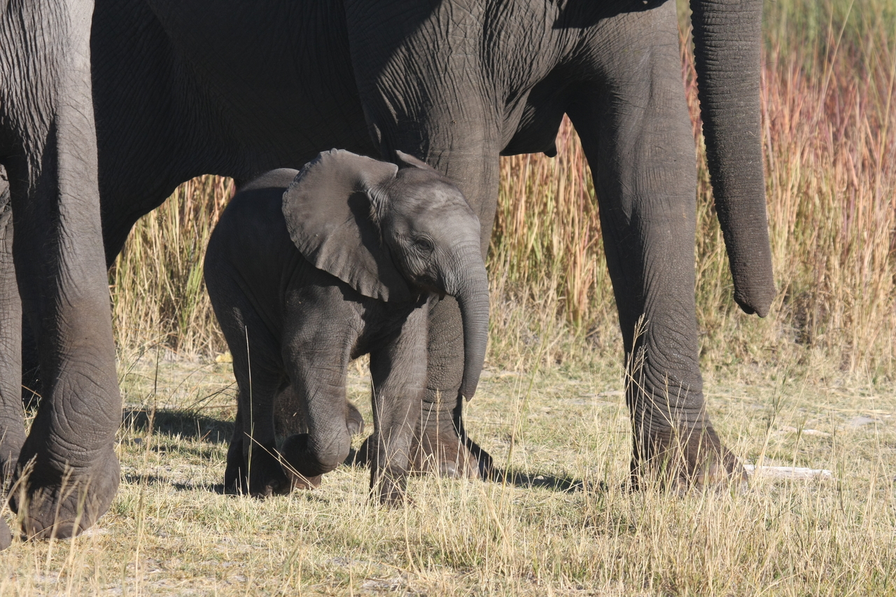 [18056] 2016_06_28_02_19_50_Africa_Canon_EOS_40D_IMG__02477.jpg