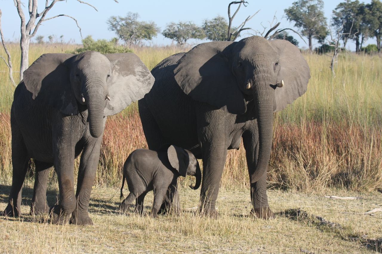 [18065] 2016_06_28_02_19_56_Africa_Canon_EOS_40D_IMG__09928.jpg